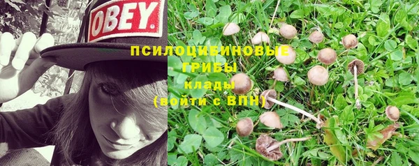 стафф Арсеньев